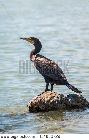 Great Cormorant, Phalacrocorax Carbo, Standing On A Stone On The Sea Shore. The Great Cormorant, Pha