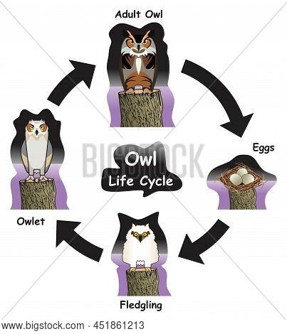Owl Life Cycle Infographic Diagram Showing Different Phases And Development Stages Including Eggs Ow