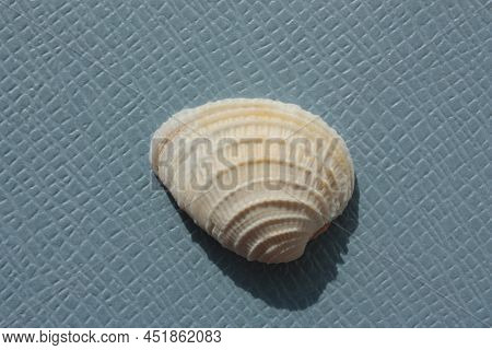 Seashell Of Bivalve Mollusc Cross-barred Venus (chione Cancellata) On A Blue Background. Place Of Fi
