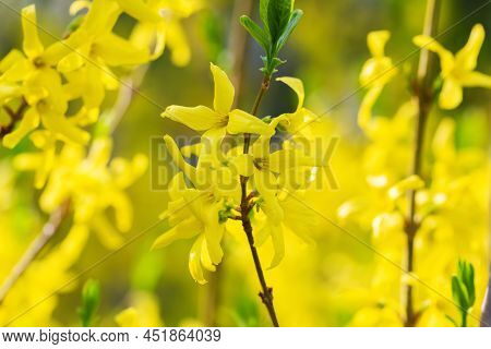 Forsythia Petals Close Up. Blooming Easter Tree In The Garden. Spring Yellow Floral Wallpaper. Golde