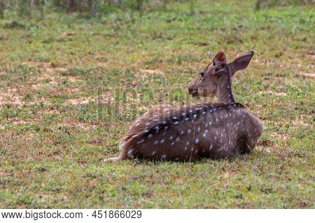 Single Spotted Deer Or Axis In Wild