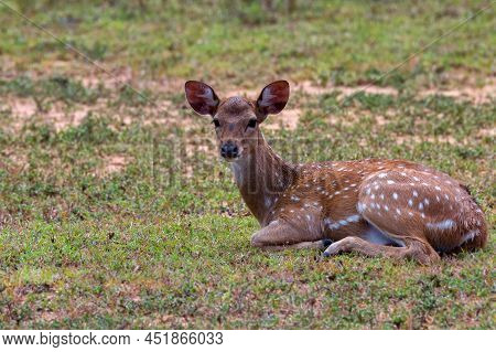 Single Spotted Deer Or Axis In Wild