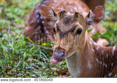 Single Spotted Deer Or Axis In Wild