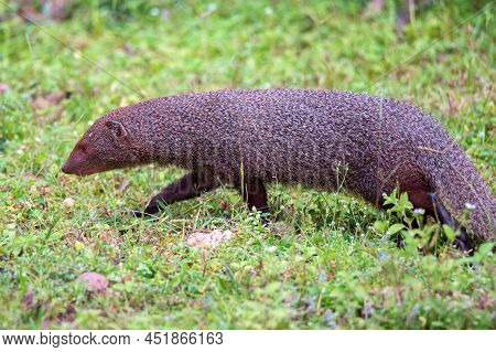 Wild Ruddy Mongoose Or Urva Smithii In Wild