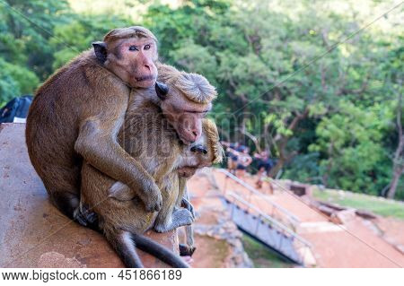 Group Of Sri-lankan Toque Macaque Or Macaca Sinica In Wild