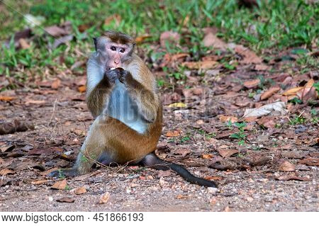 Sri-lankan Toque Macaque Or Macaca Sinica In Wild
