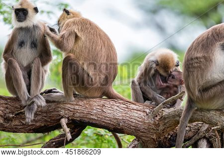 Gray Langur Or Semnopithecus Priam Thersites Sits On Tree