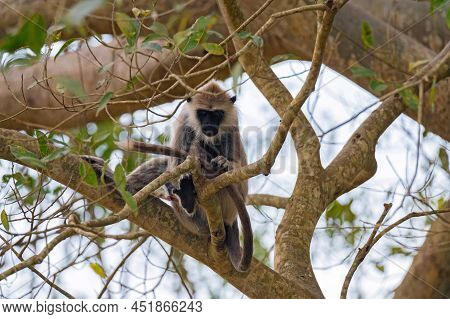 Gray Langur Or Semnopithecus Priam Thersites Sits On Tree