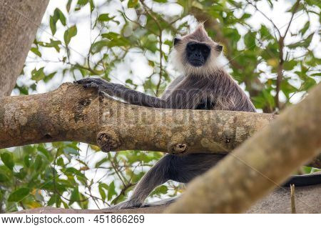 Gray Langur Or Semnopithecus Priam Thersites Sits On Tree