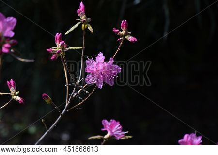 Rhododendron Dilatatum Flowers. Ericaceae Deciduous Shrub. Pink Flowers Bloom Before The Leaves From