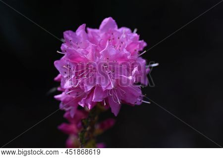 Rhododendron Dilatatum Flowers. Ericaceae Deciduous Shrub. Pink Flowers Bloom Before The Leaves From
