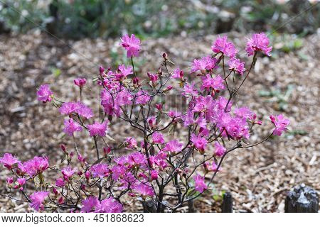 Rhododendron Dilatatum Flowers. Ericaceae Deciduous Shrub. Pink Flowers Bloom Before The Leaves From