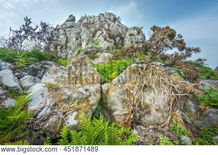 Roche Rock And Large,root Covered Boulders In Foreground,roche,cornwall,england,united Kingdom.