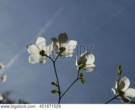 Pacific Dogwood (cornus Nuttallii) White Bracts Backlit Against Blue Sky In Sierra Nevada Mountain R
