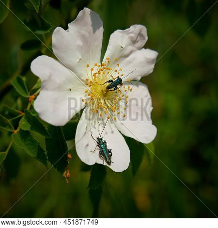 Green False Oil Beetle, Oedemera Nobilis On A Flower In Summer
