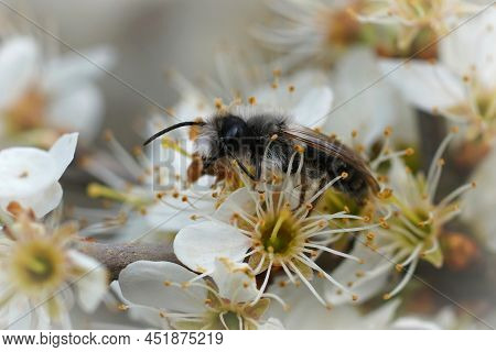 Closeup On A Grey-backed Mining Bee, Andrena Vaga, Drinking Nectar From The White Flowers Of A Black