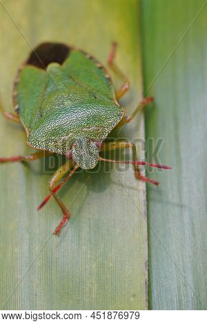 Vertical Closeup On The Green Shieldbug, Palomena Prasina , Sitting On A Bamboo Leaf In The Garden
