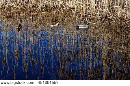A Pair Of Mallards In The Spring Along A Bank In A Reedbed