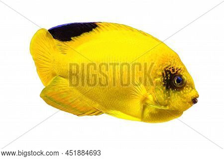 Yellow Woodheads Angelfish Isolated On White Background. Centropyge Woodheadi Species Of Angelfish B