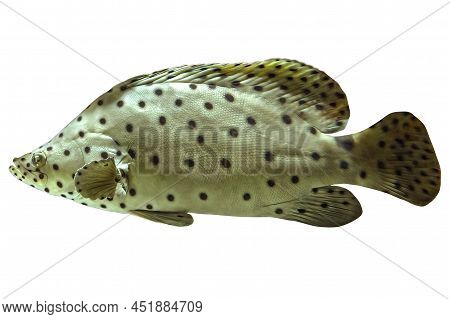 Close Up Of Humpback Grouper Or Panther Grouper In Coral Reef Isolated On White Background. Cromilep