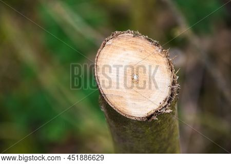 Cross Section Of A Tree In Woodland