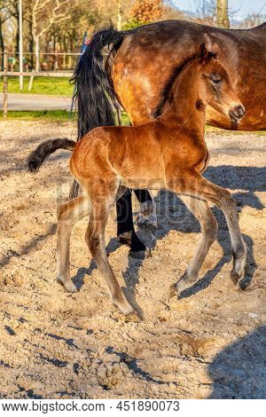 One Week Old Dark Brown Foal Gallops And Jumps With Her Mother Outside In The Sun. Mare With Red Hal