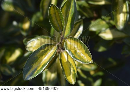 Oleaster Limelight Green And Yellow Leaves In The Spring