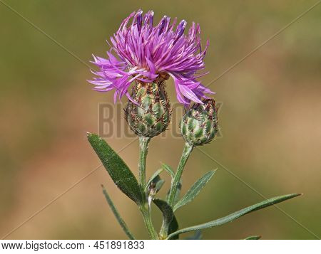Purple Flower And Bud Of Centaurea Stereophylla Plant