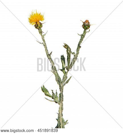 Yellow Star-thistle Flower Isolated On White, Centaurea Solstitialis