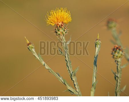 Yellow Star-thistle Flower On A Field In Summer, Centaurea Solstitialis