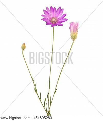 Purple Flower Of Annual Everlasting Or Immortelle, Isolated On White, Xeranthemum Annuum