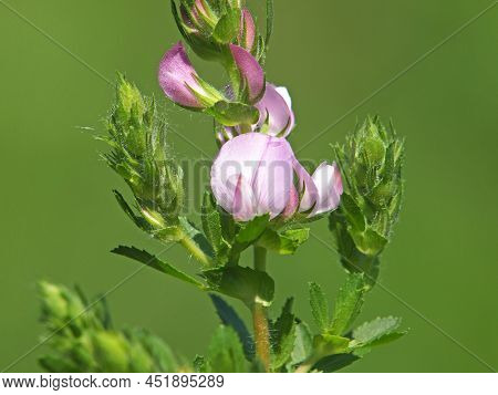 Field Restharrow Blooming On A Meadow In Summer, Ononis Arvensis