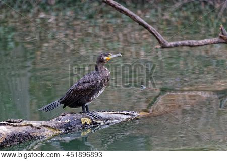 A Great Cormorant On A Foating Branch Of The Park