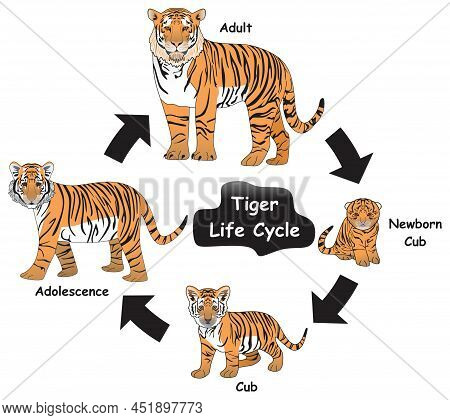 Tiger Life Cycle Vector & Photo (Free Trial) | Bigstock