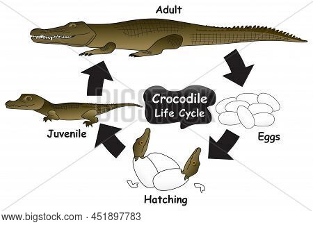 Crocodile Life Cycle Vector & Photo (Free Trial) | Bigstock
