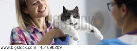 Close-up Of Smiling Woman Giving Home Pet To Veterinarian. Veterinary Surgeon Examining Cute Cat At 