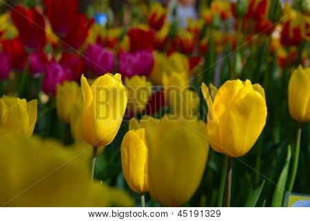 Golden Tulips