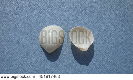 Seashell Of Bivalve Mollusc Egg Cockle (laevicardium Serratum) On A Blue Background. Place Of Find: 