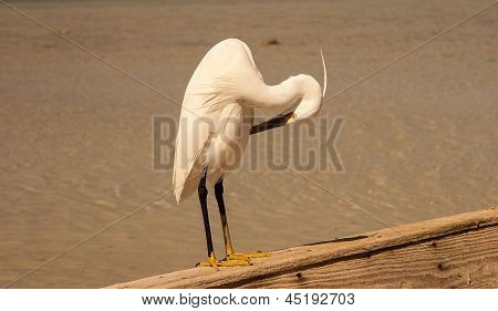 Little egret (egretta garzetta) at wild life