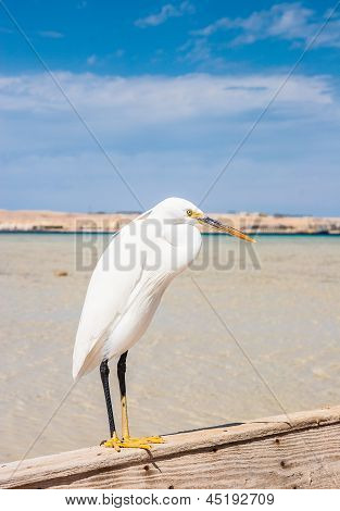 Little egret (egretta garzetta) at wild life