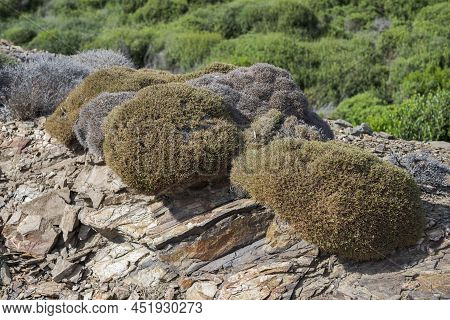 Balearic Milkvetch, Astragalus Balearicus, An Endemic Species Of Balearic Islands. Photo Taken In Th