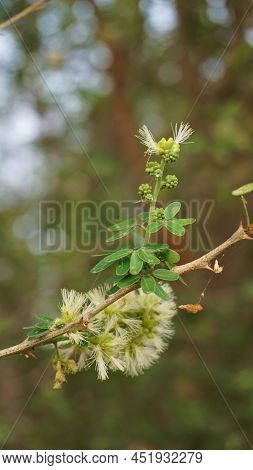 Closeup Of Flowers Of Pithecellobium Dulce Also Known As Manila Tamarind, Camachile, Guayamochil, Ma
