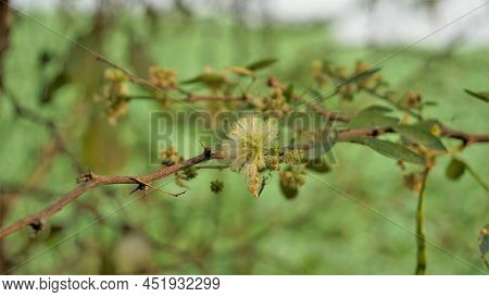 Closeup Of Flowers Of Pithecellobium Dulce Also Known As Manila Tamarind, Camachile, Guayamochil, Ma