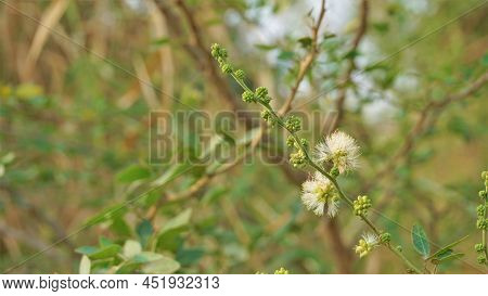 Closeup Of Flowers Of Pithecellobium Dulce Also Known As Manila Tamarind, Camachile, Guayamochil, Ma