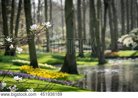 Close Up Of The Flowering Tree In The Gardens Of Keukenhof On The Blurred Background