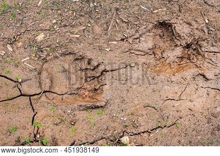 Pawprint Of A Bears Paw On The Ground After Rain. Bears Trail In A Driedup Puddle.
