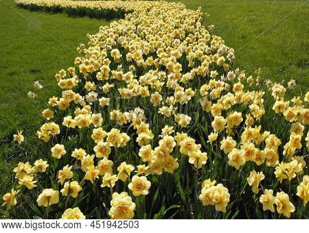 Daffodils Are Naturalized In A Field In A Curved Line, Dupage County, Illinois