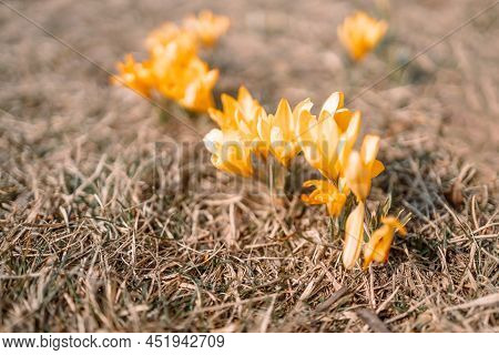 Beautiful Blooming Purple And Yellow Crocuses Blooming On A Spring Field.