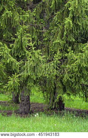 The Brnch Tips Of These Conifers Show New Growth In Spring, Dupage County, Illinois