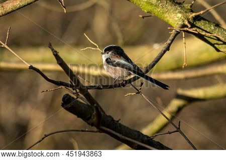 A Long-tailed Tit Sitting On A Branch Of A Tree At The Mönchbruch Pond In A Natural Reserve In Hesse